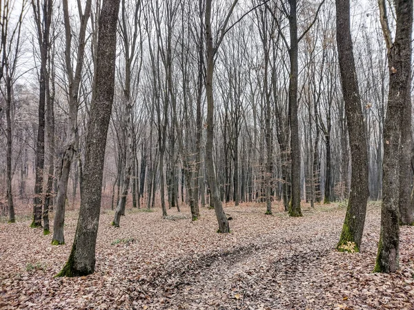 Δάσος Τον Νοέμβριο Στην Επαρχία Maramures Ρουμανία — Φωτογραφία Αρχείου