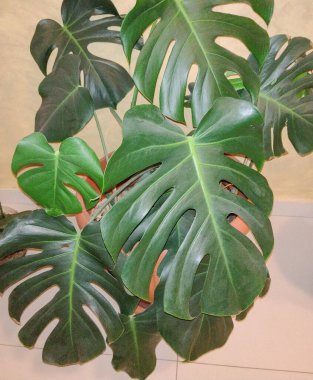 Çömlekte İsviçre peyniri var. Monstera deliciosa bitkisi