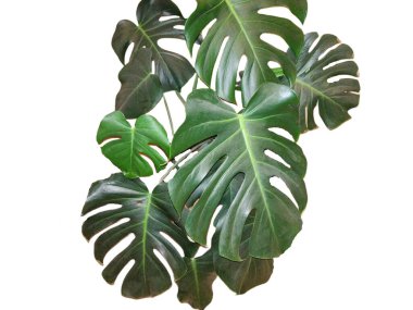 Beyaz arka planda izole edilmiş İsviçre peyniri bitkisi. Monstera deliciosa bitkisi
