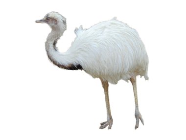 Beyaz nandu beyaz arkaplanda izole