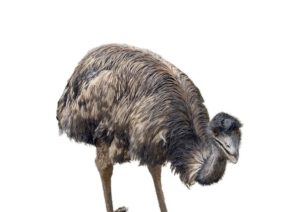 Emu Izolovaných Bílém Pozadí — Stock fotografie