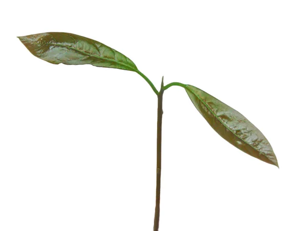 Avocado Plant Geïsoleerd Witte Achtergrond — Stockfoto