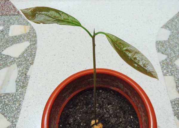 Растение Авокадо Горшке — стоковое фото