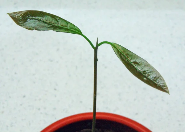Plante Avocat Dans Pot — Photo