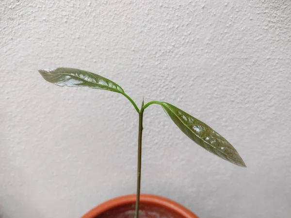 Avocado Pflanze Topf — Stockfoto