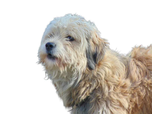 白い背景に隔離されたハナ犬 — ストック写真