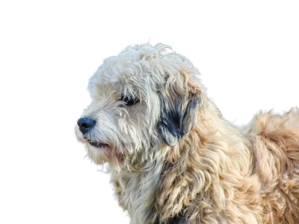 Гаванская Собака Белом Фоне — стоковое фото