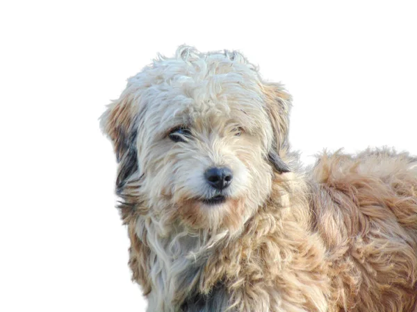 Havanský Pes Izolovaný Bílém Pozadí — Stock fotografie