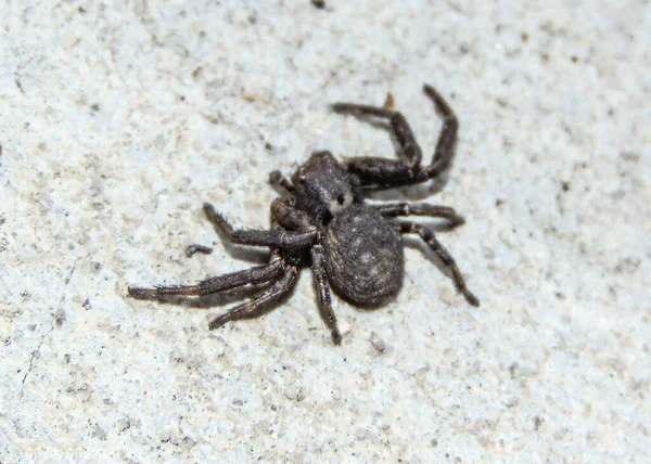 Siyah Araneus Ventrikozus Örümceği Makro Örümcek — Stok fotoğraf
