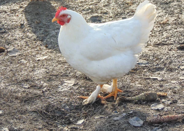 Vit Kyckling Gården Maramures Län Rumänien — Stockfoto