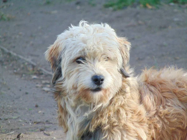 Portrait Havanese Dog — Stock Photo, Image
