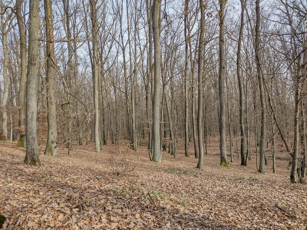 Wald Dezember Kreis Maramures Rumänien — Stockfoto