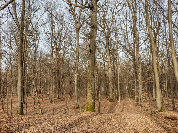 Aralık Ayında Romanya Nın Maramures Ilçesinde Orman — Stok fotoğraf