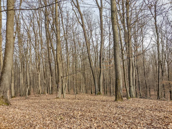 Bosque Diciembre Condado Maramures Rumania —  Fotos de Stock