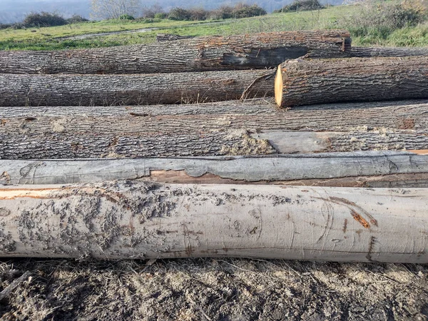 Kmeny Stromů Zemi Dřevozpracující Průmysl — Stock fotografie