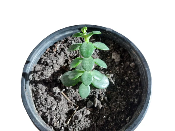 Φυτό Νεφρίτη Crassula Ovata Στην Κατσαρόλα — Φωτογραφία Αρχείου
