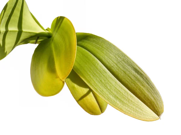 Leaves Orchid Plant — Stock Photo, Image
