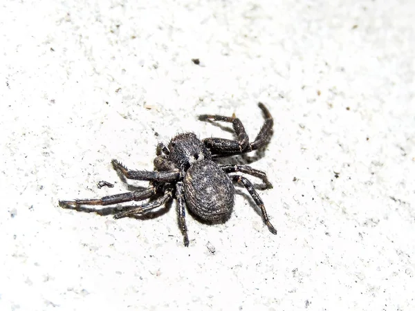 Siyah Araneus Ventrikozus Örümceği Makro Örümcek — Stok fotoğraf