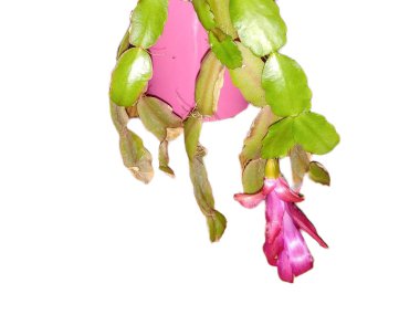 Çiçekli Noel kaktüsü. Schlumbergera truncata bitkisi