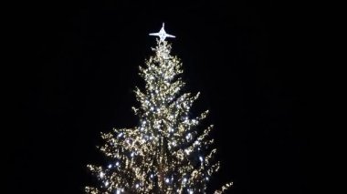 Baia Mare şehrinde ışıkları olan büyük doğal Noel ağacı, Romanya