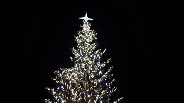 罗马尼亚Baia Mare市的一棵有灯光的大型天然圣诞树 — 图库视频影像