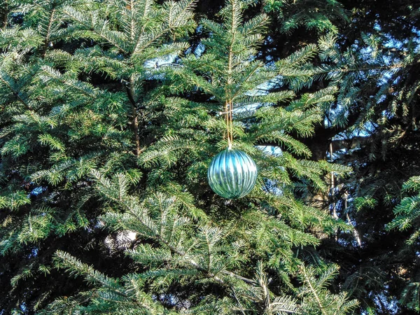 Globe on a natural Christmas tree in Baia Mare city, Romania