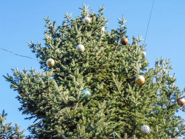 Großer Natürlicher Weihnachtsbaum Mit Globen Baia Mare Rumänien — Stockfoto