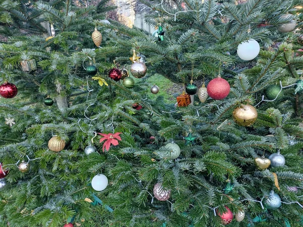 Christmas trees with decorations and globes in Baia Mare city, Romania