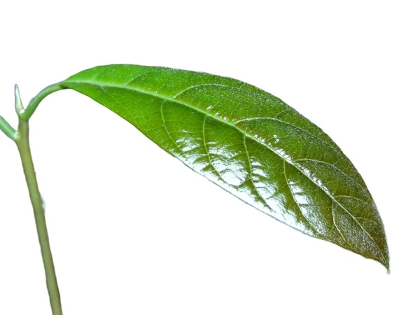 Φύλλα Από Φυτό Αβοκάντο Απομονωμένα Λευκό — Φωτογραφία Αρχείου