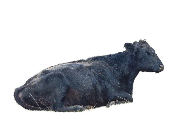 Czarna Krowa Angus Izolowana Białym Tle — Zdjęcie stockowe