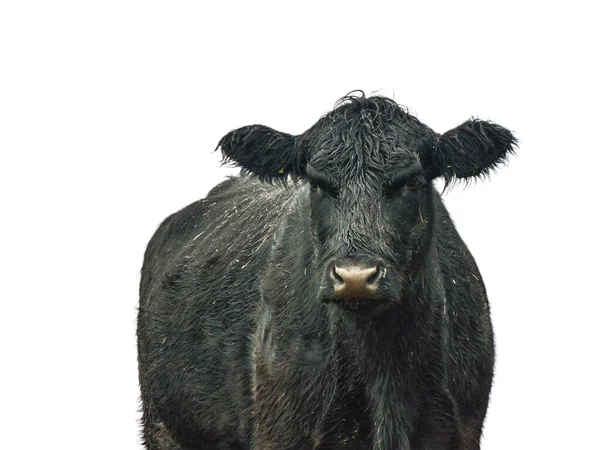Zwarte Angus Koe Geïsoleerd Witte Achtergrond — Stockfoto