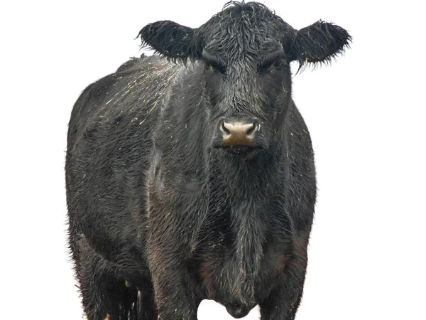 Vache Angus Noire Isolée Sur Fond Blanc — Photo