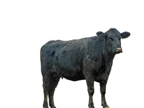 Preto Vaca Angus Isolado Fundo Branco — Fotografia de Stock
