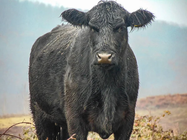 Vache Angus Noire Dans Les Champs Décembre — Photo