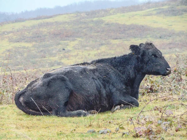 Чёрная Ангусская Корова Поле Декабре — стоковое фото