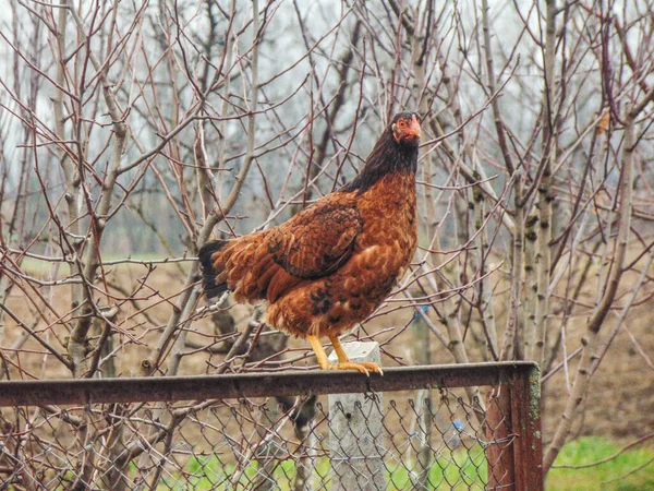 Kuře Sedí Bráně Farmy Okrese Maramures Rumunsko — Stock fotografie
