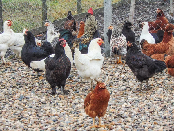 Ein Hahn Und Eine Gruppe Hühner Auf Dem Bauernhof Maramures — Stockfoto