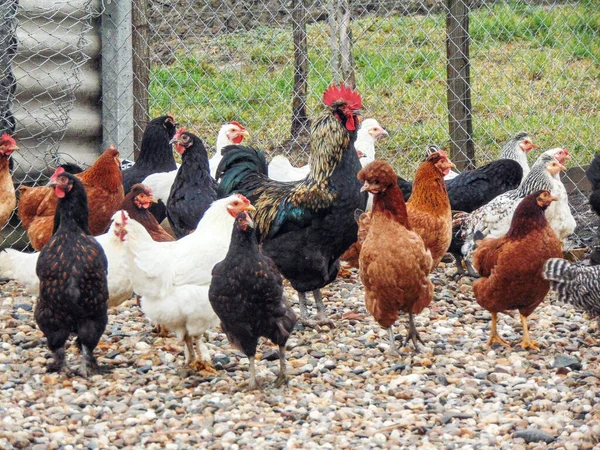 Romanya 'nın Maramures ilçesindeki çiftlikte bir horoz ve bir grup tavuk