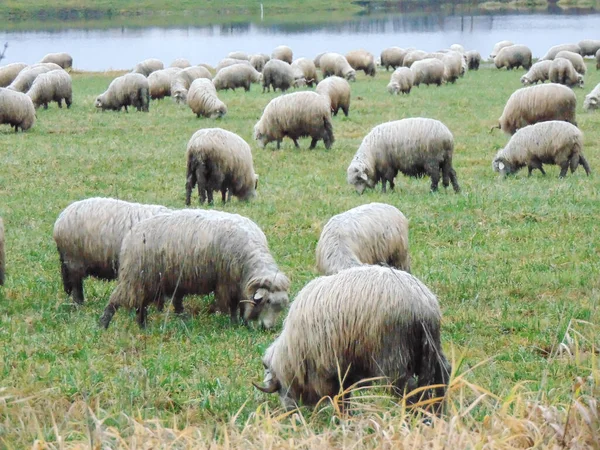 Bando Ovelhas Pastando Maramures Roménia — Fotografia de Stock