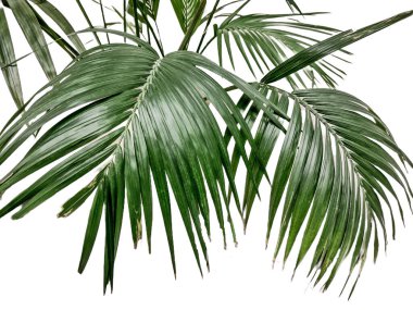 Kentia palm isolated on white background clipart