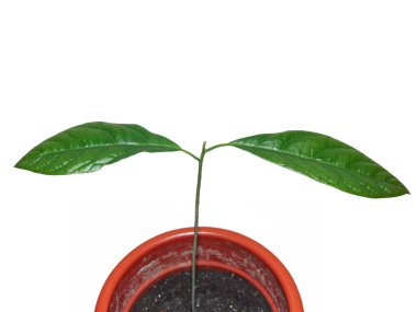 Avokado bitkisi beyaz arka planda izole edilmiş. Yeşil avokado yaprakları