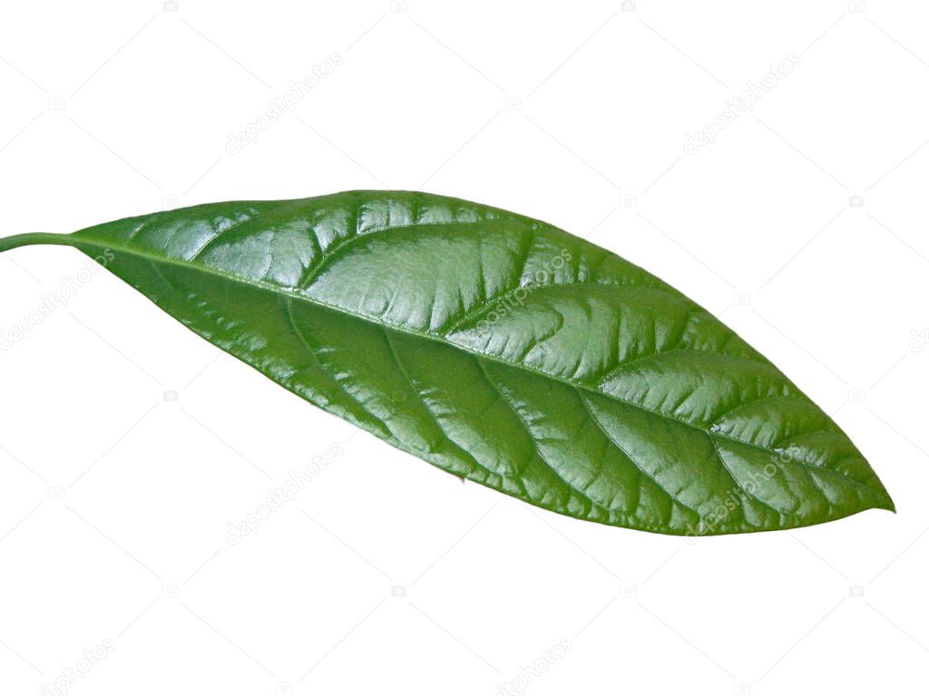 Planta de aguacate aislada sobre fondo blanco. Hoja de aguacate verde 2023