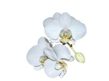 Beyaz arkaplanda izole edilmiş beyaz orkide çiçekleri