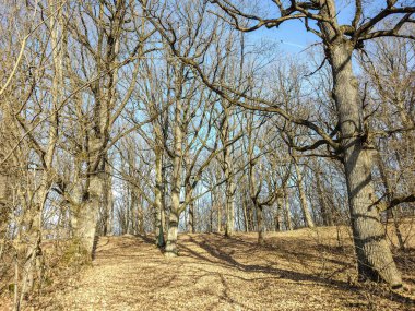 Aralık ayında Romanya 'nın Maramures ilçesinde orman. Orman manzarası