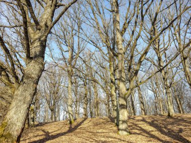 Aralık ayında Romanya 'nın Maramures ilçesinde orman. Orman manzarası