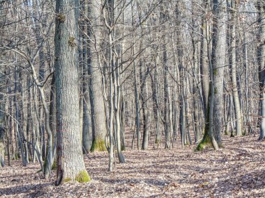 Aralık ayında Romanya 'nın Maramures ilçesinde orman. Orman manzarası