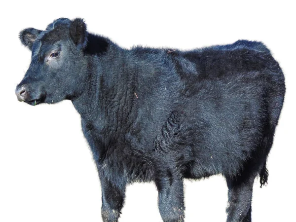 Siyah Angus yavrusu beyaz üzerine izole edilmiş.
