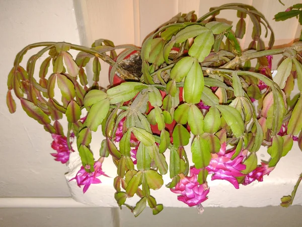 Çiçekli Noel kaktüsü. Schlumbergera bitkisi