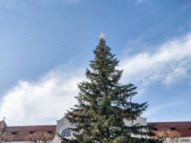 Big natural Christmas tree with globes and lights in Baia Mare city, Romania