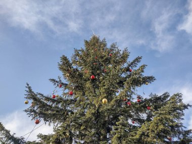 Big natural Christmas tree with globes and lights in Baia Mare city, Romania